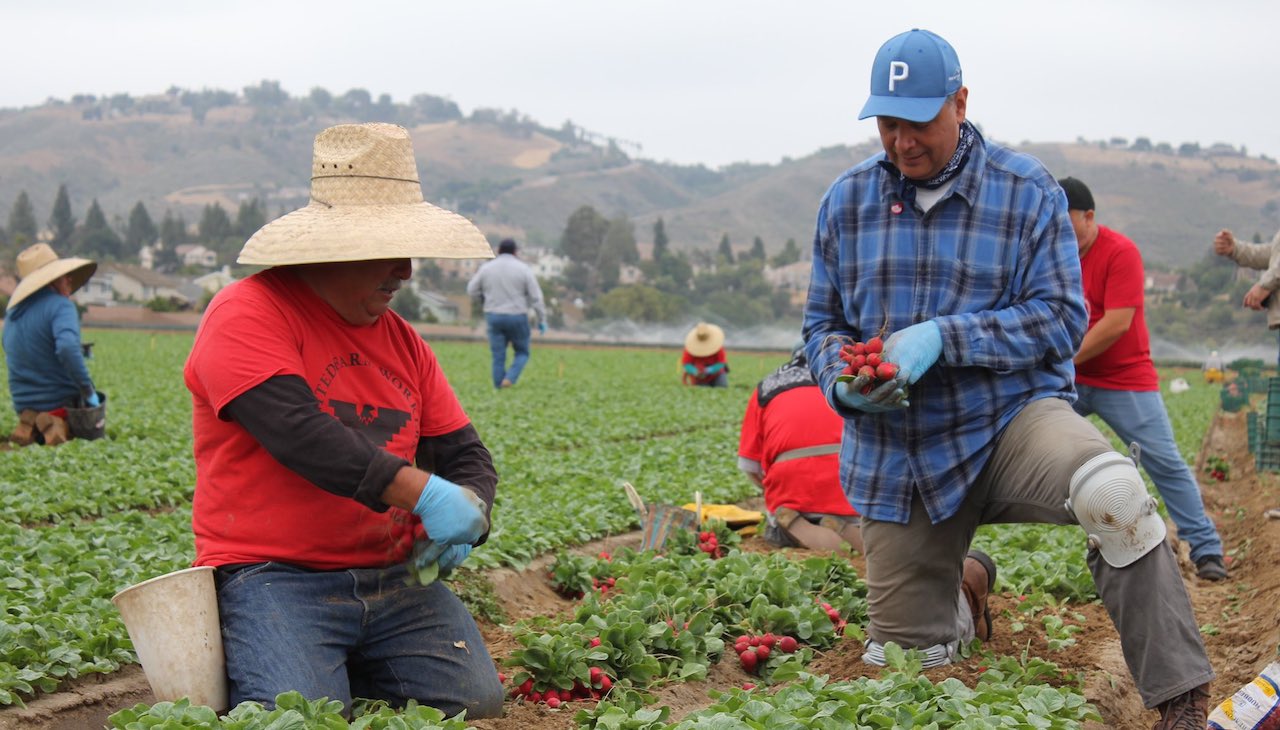 Senator Alex Padilla in the fields on Friday, June 4, 2022. Photo: The Office of Senator Alex Padilla