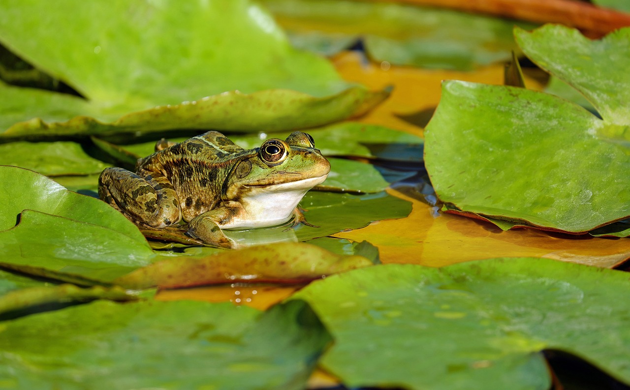Amphibians are on the list for sharp declines in their populations. Pixabay