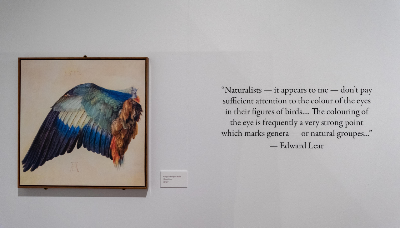 The exhibition includes artworks, rare books and artifacts that document the beginnings of avian study in the U.S. Photo: Courtesy