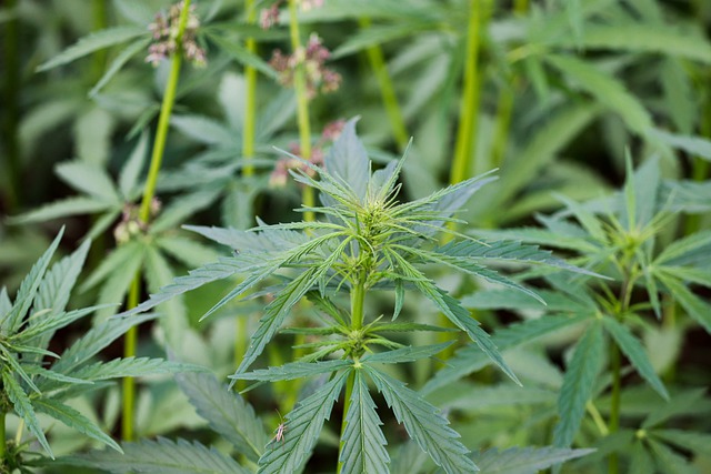 cannabis crops